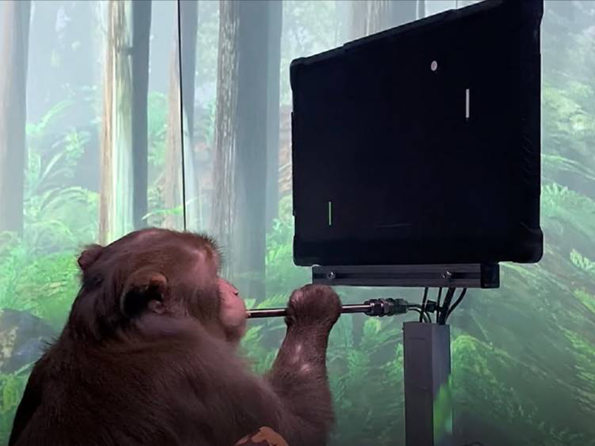 Neuralink Маска показал ролик с играющей в видеоигры чипированной обезьяной